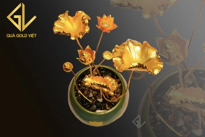 Cây hoa sen mạ vàng